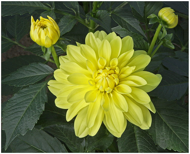 Yellow Dahlia & Buds (5689)   P O'Malley